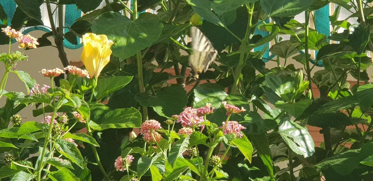 Appartamento Con Giardino Sul Mare 加利波利 外观 照片